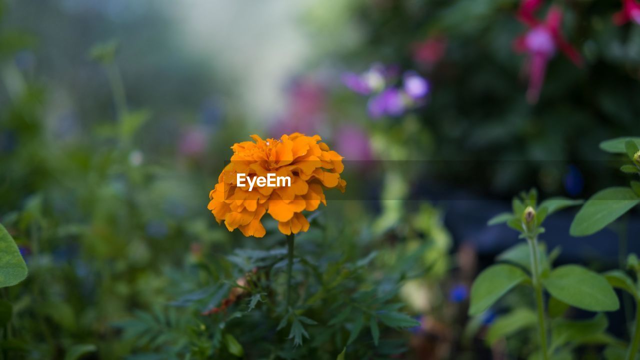 Close-up of yellow flowering plant