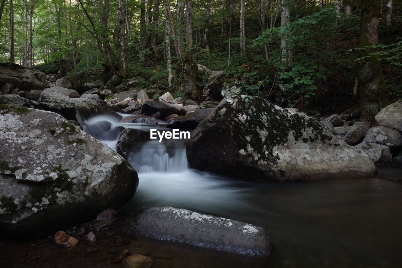 VIEW OF WATERFALL IN FOREST