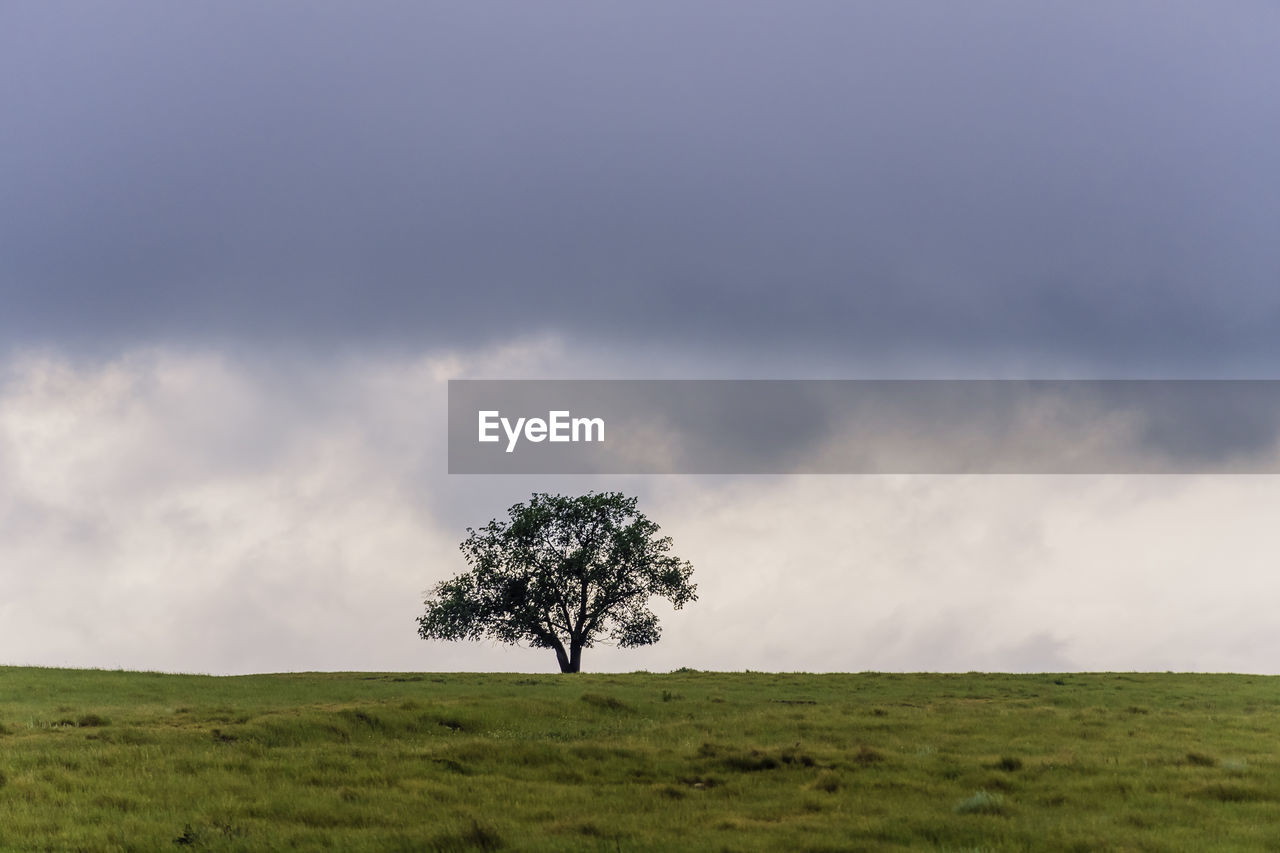 SINGLE TREE IN FIELD