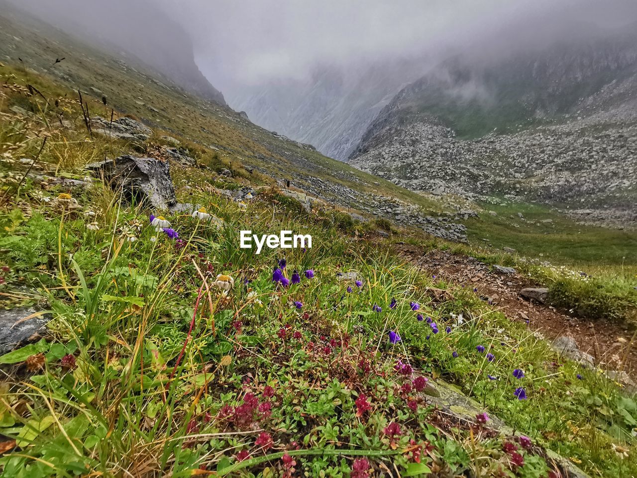 Scenic view of grassy landscape and mountains