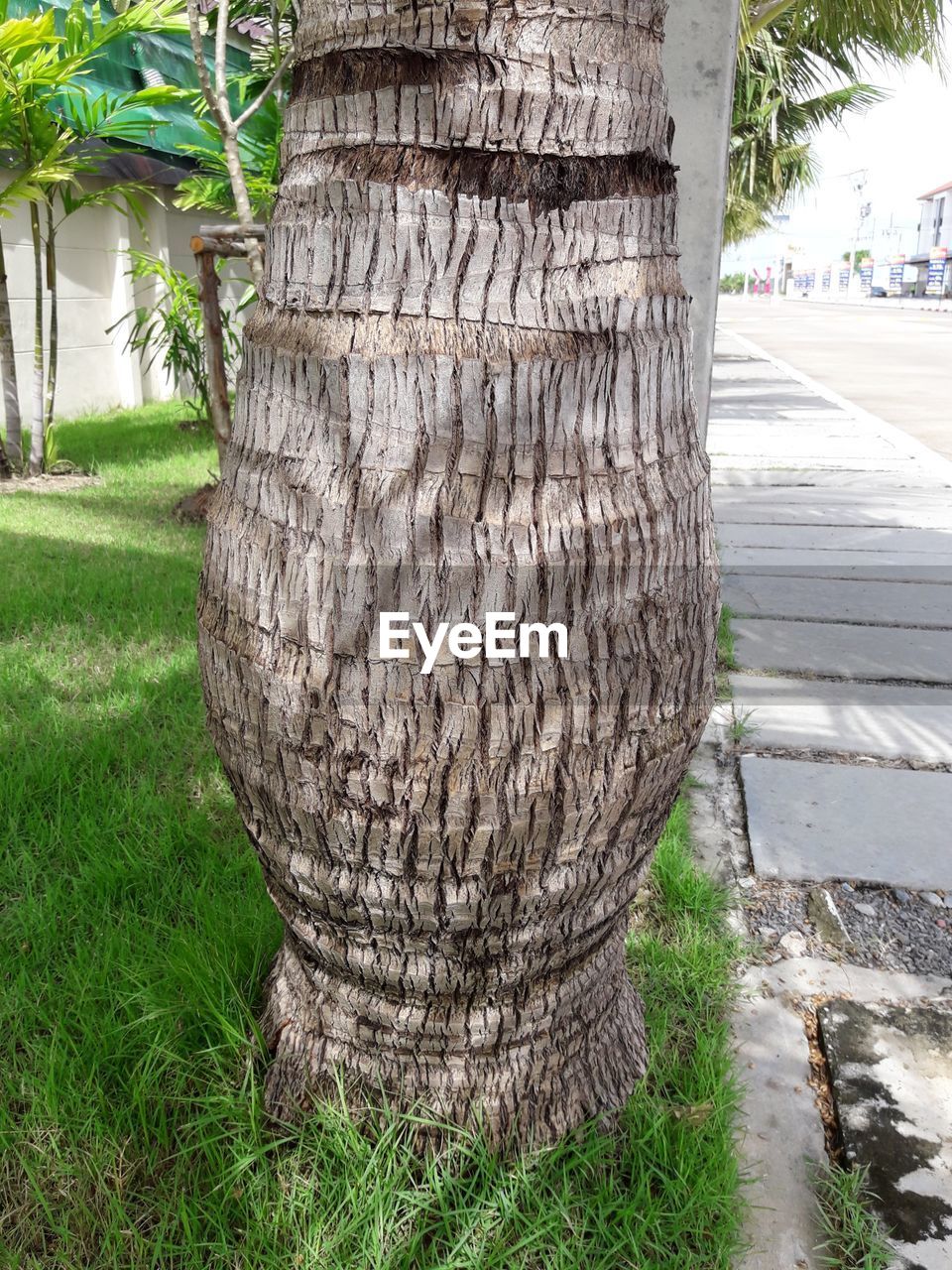 CLOSE-UP OF TREE TRUNK BY FOOTPATH