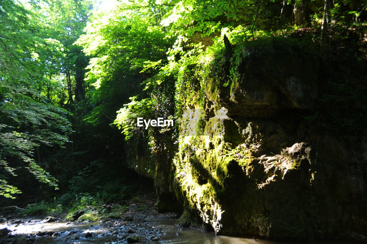 SCENIC VIEW OF TREES IN FOREST