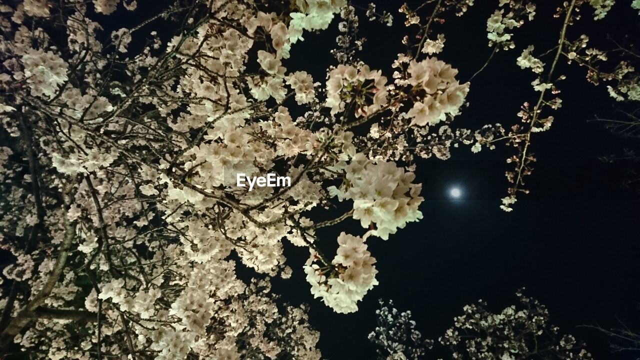 LOW ANGLE VIEW OF TREE AGAINST SKY AT NIGHT