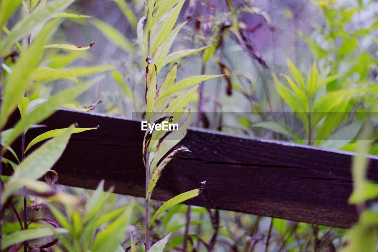 CLOSE-UP OF PLANTS