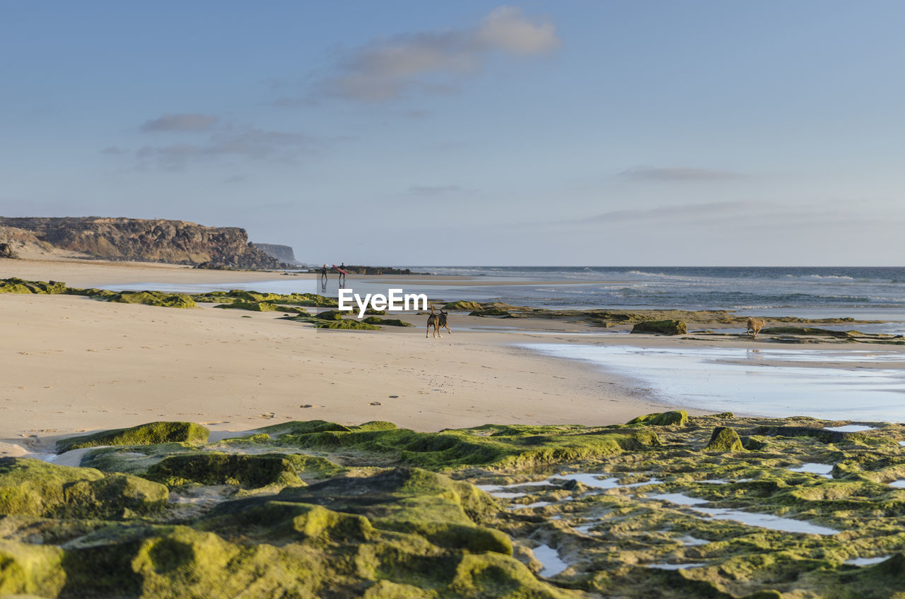 SCENIC VIEW OF BEACH