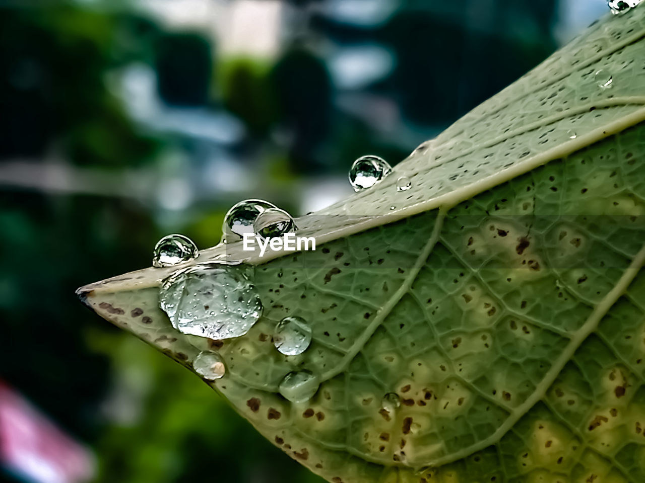 CLOSE-UP OF RAINDROPS ON GREEN LEAF