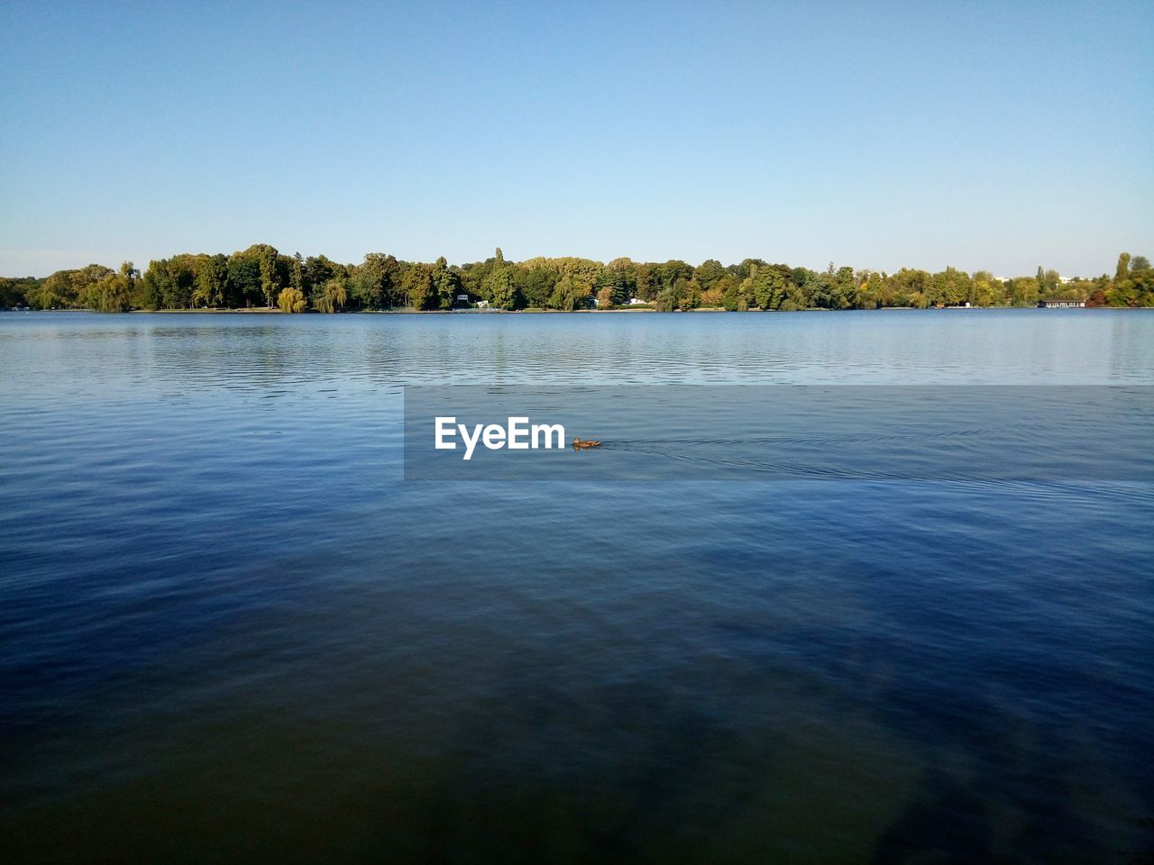 SWANS SWIMMING IN LAKE AGAINST CLEAR SKY