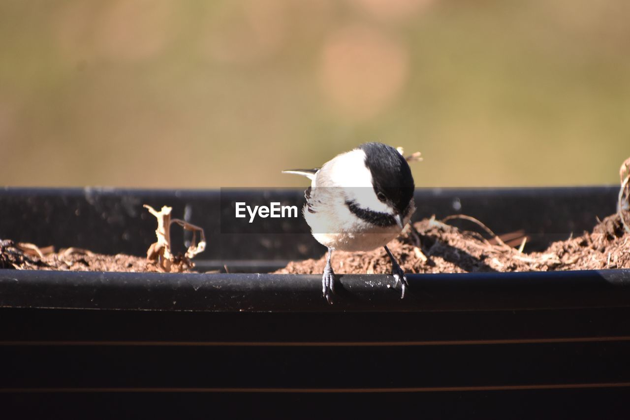 CLOSE-UP OF BIRDS PERCHING ON THE GROUND