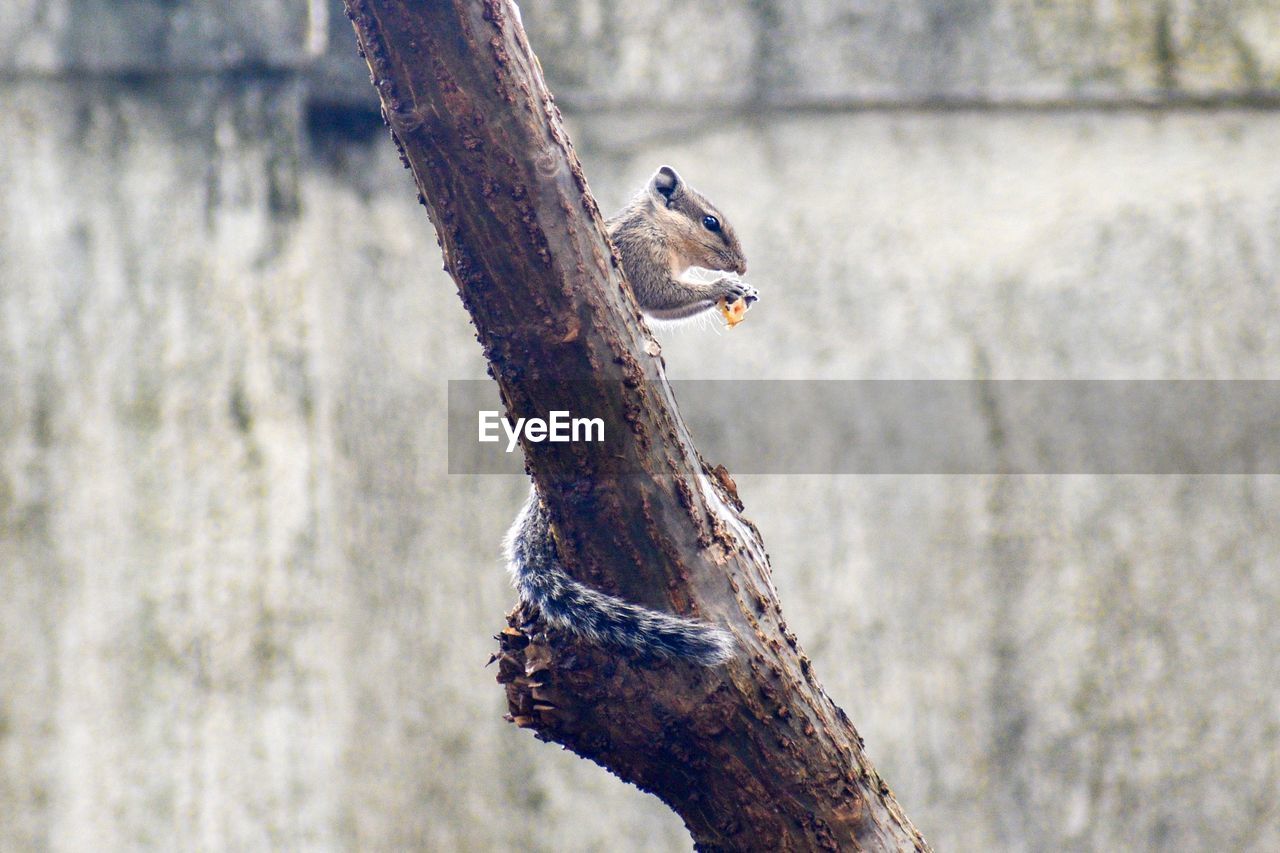 Close-up of squirrel eating while sitting on tree trunk
