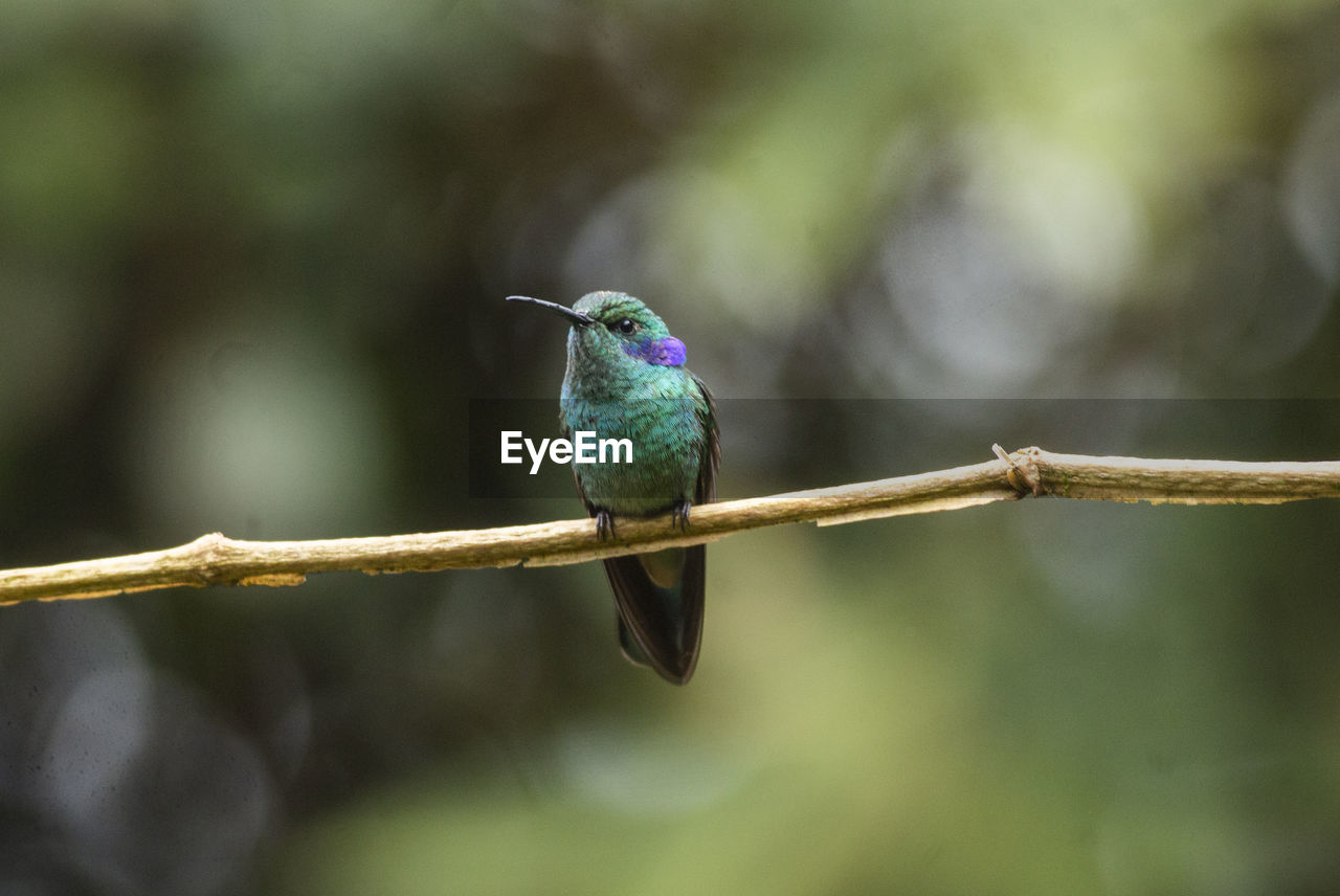 Close-up of bird perching on branch