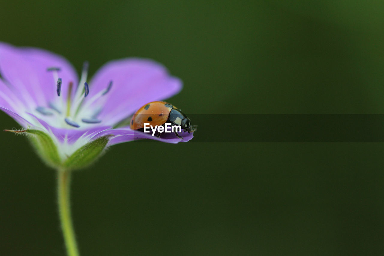 CLOSE-UP OF INSECT POLLINATING ON FLOWER