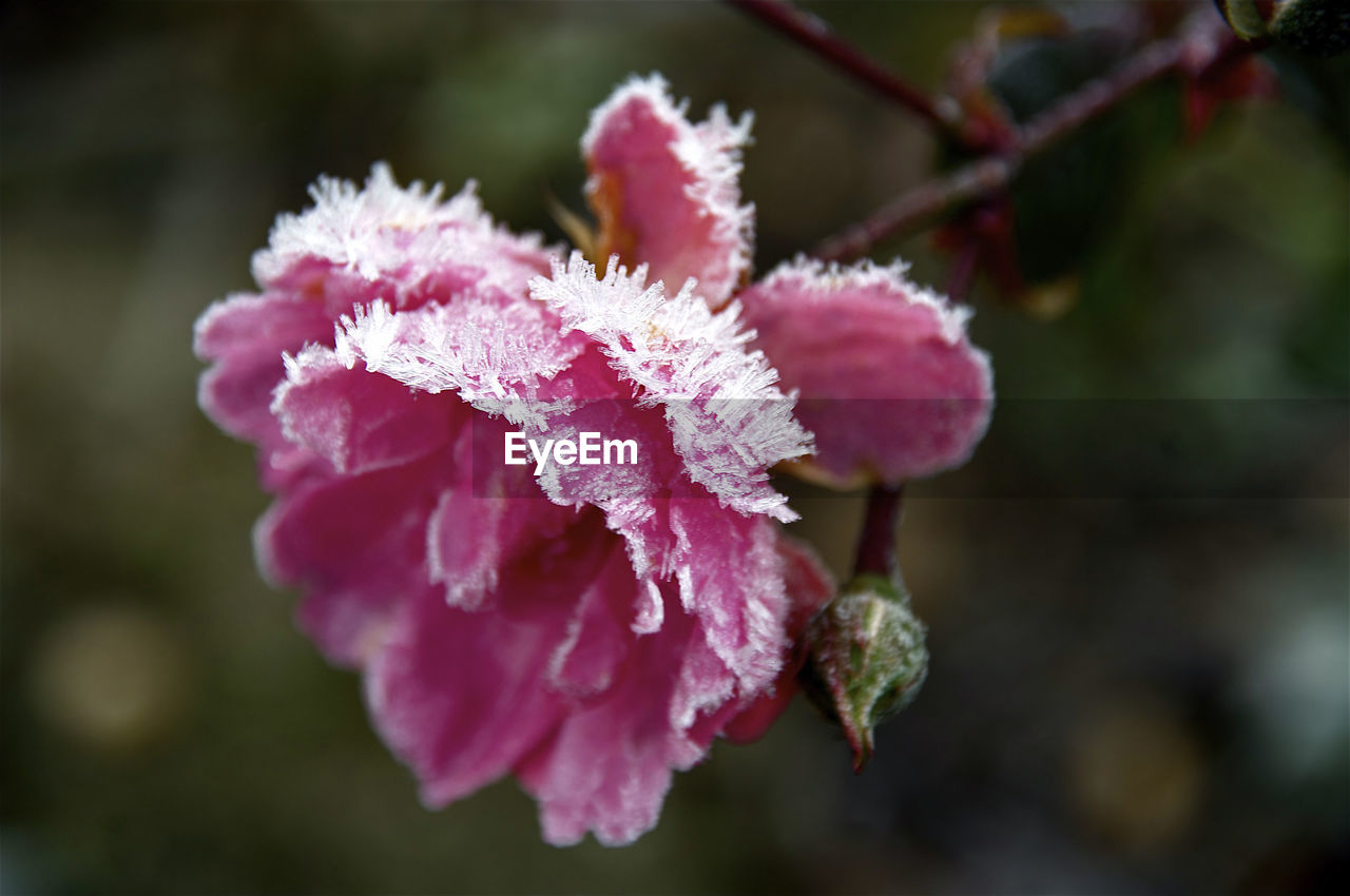 Close-up of pink flower blooming outdoors