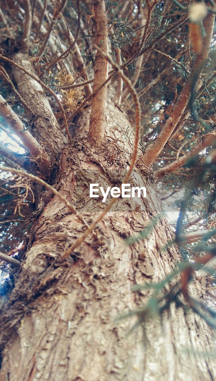 CLOSE-UP OF TREE TRUNK