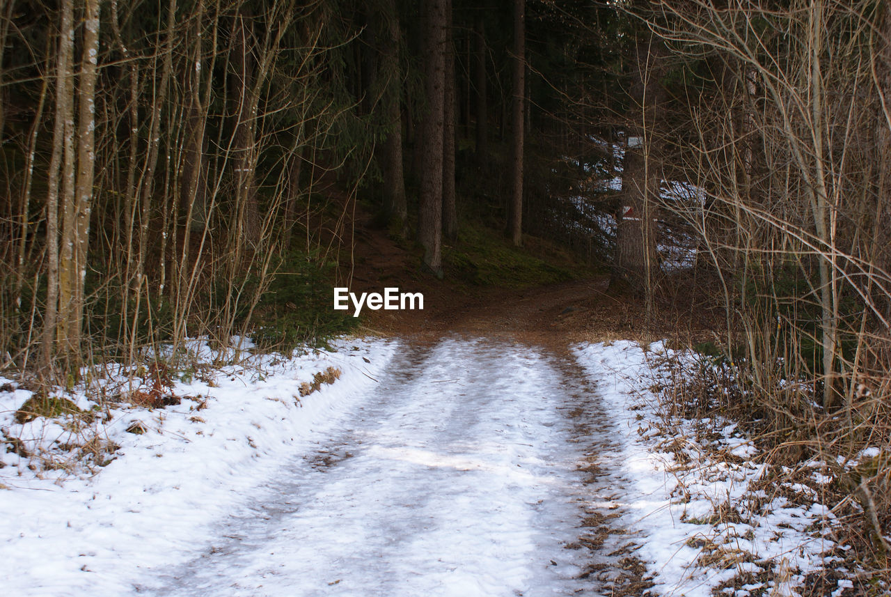 Trees in forest during winter