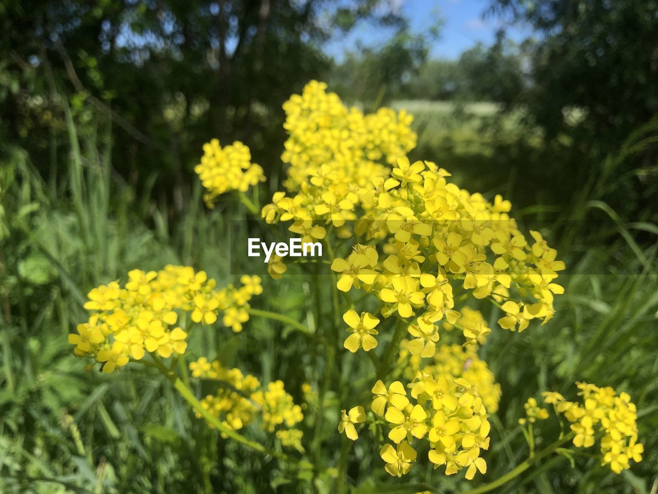 Close-up of yellow flowering plants on field