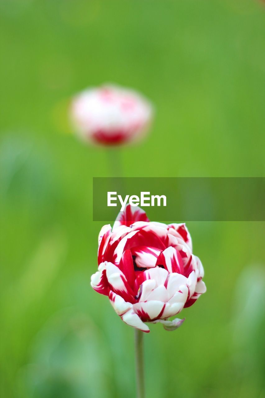 Close-up of tulip flower