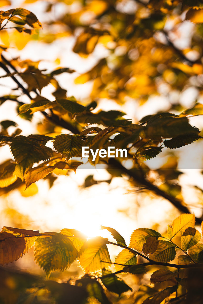 Close-up of leaves on tree during autumn