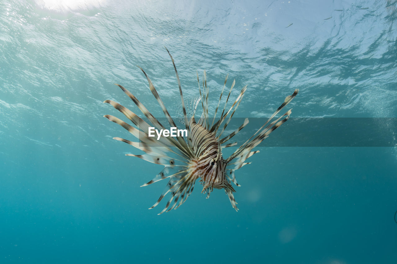 CLOSE-UP OF JELLYFISH SWIMMING