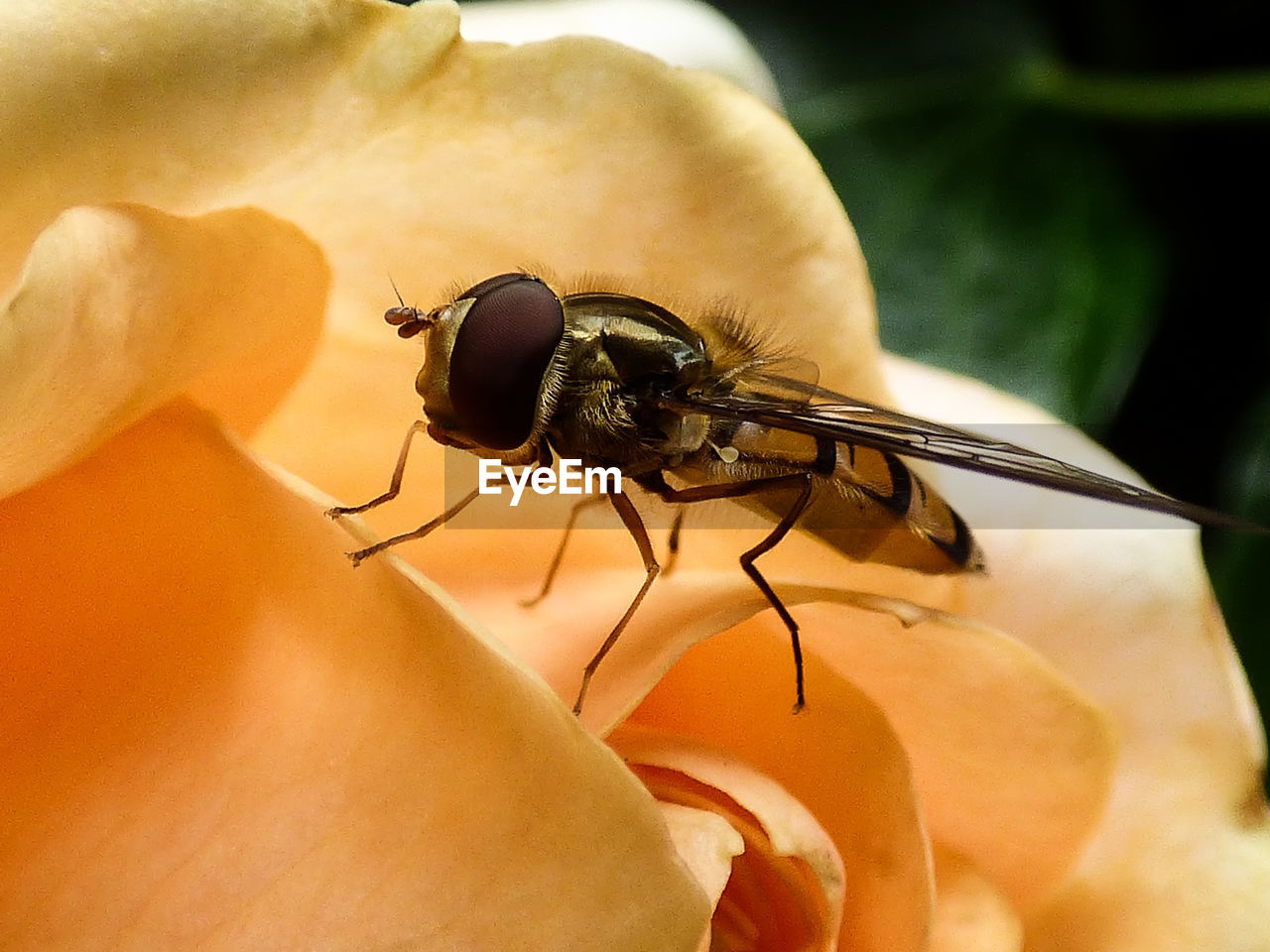 Close-up of hoverfly on coral flower