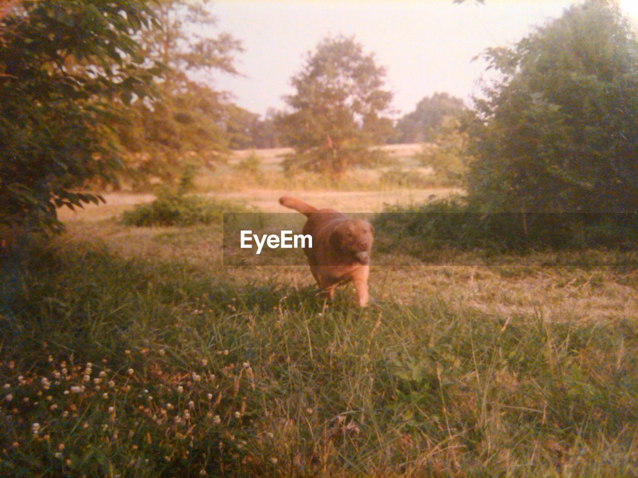 DOG ON GRASS IN PARK