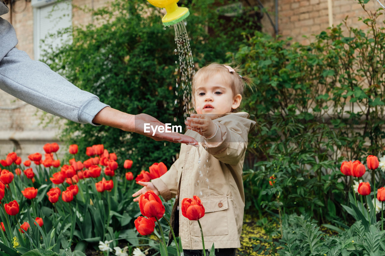 Spring gardening activities for kids. cute toddler little girl in raincoat watering red tulips