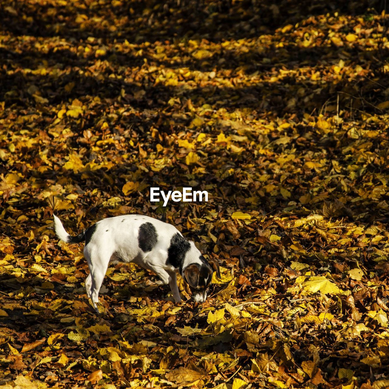 Dog on leaves covered field during autumn