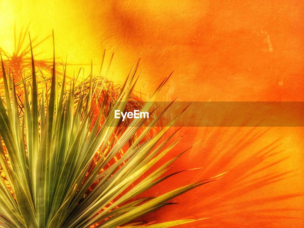 CLOSE-UP OF ORANGE FLOWERING PLANTS