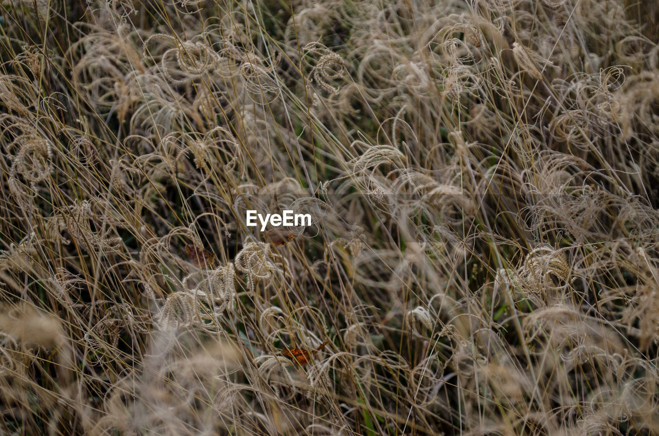 Full frame shot of grassy field