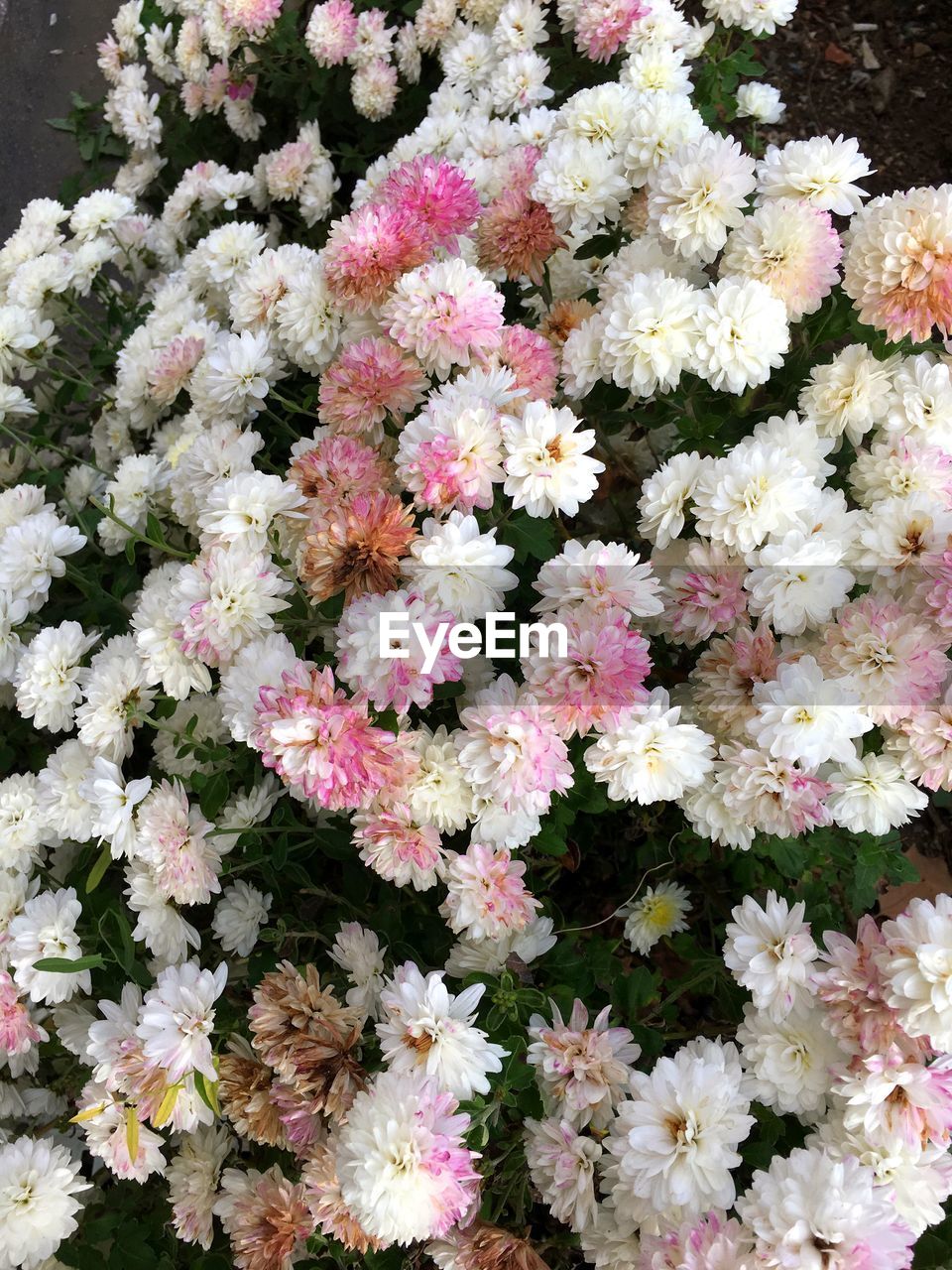 FULL FRAME SHOT OF PINK FLOWERS