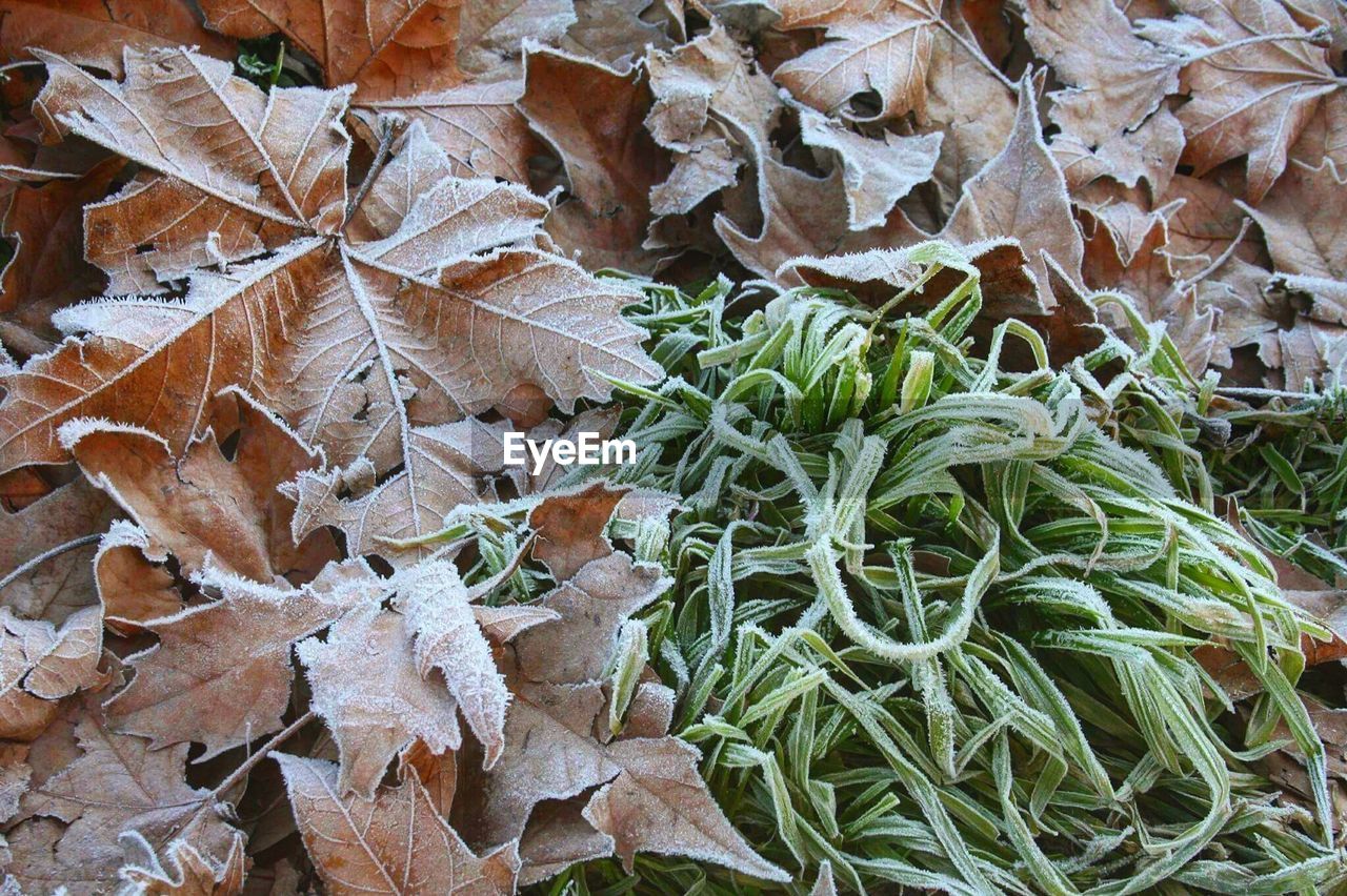 High angle view of leaves on plant