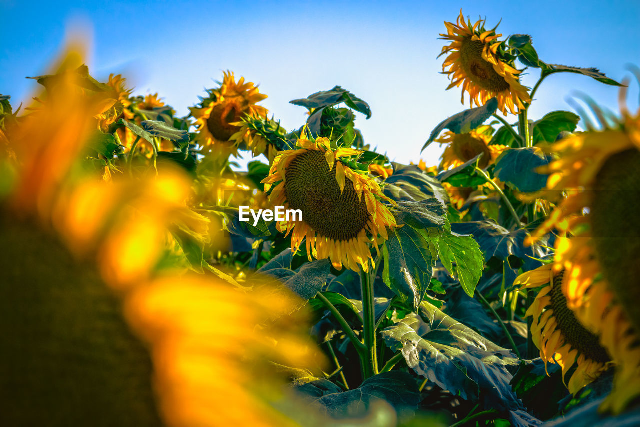 Close-up of yellow flowering plant against sky