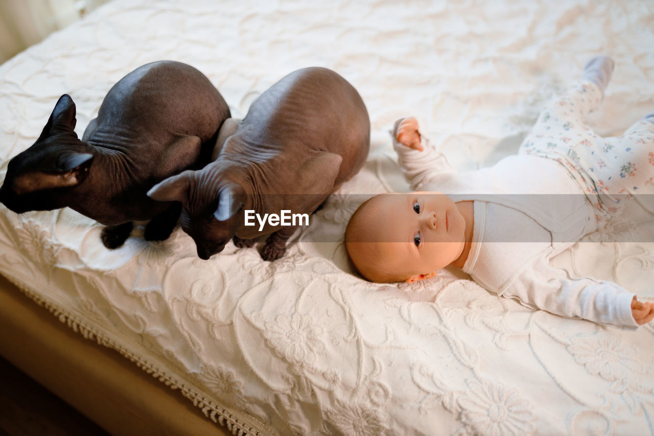 High angle view of cat beside baby lying on bed