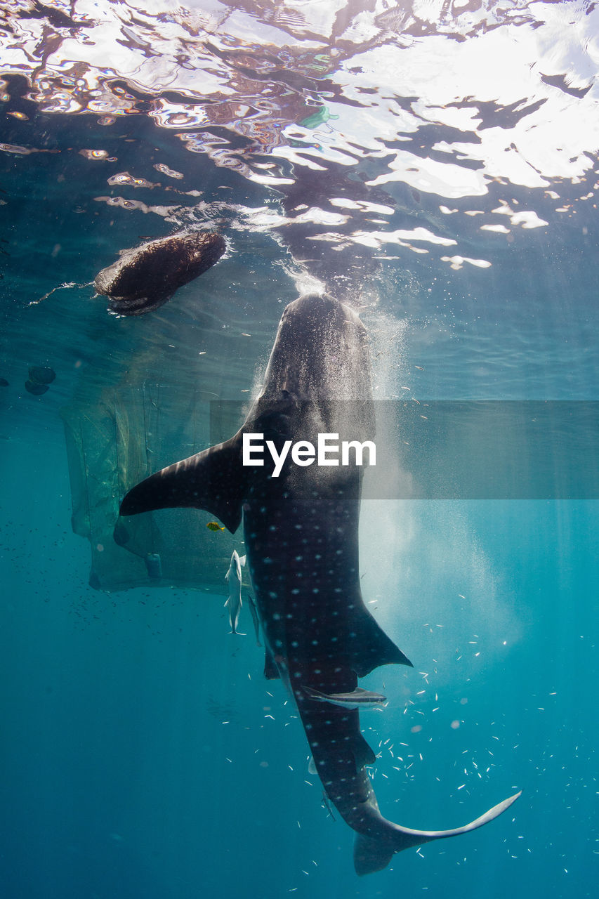 Whale shark swimming underwater