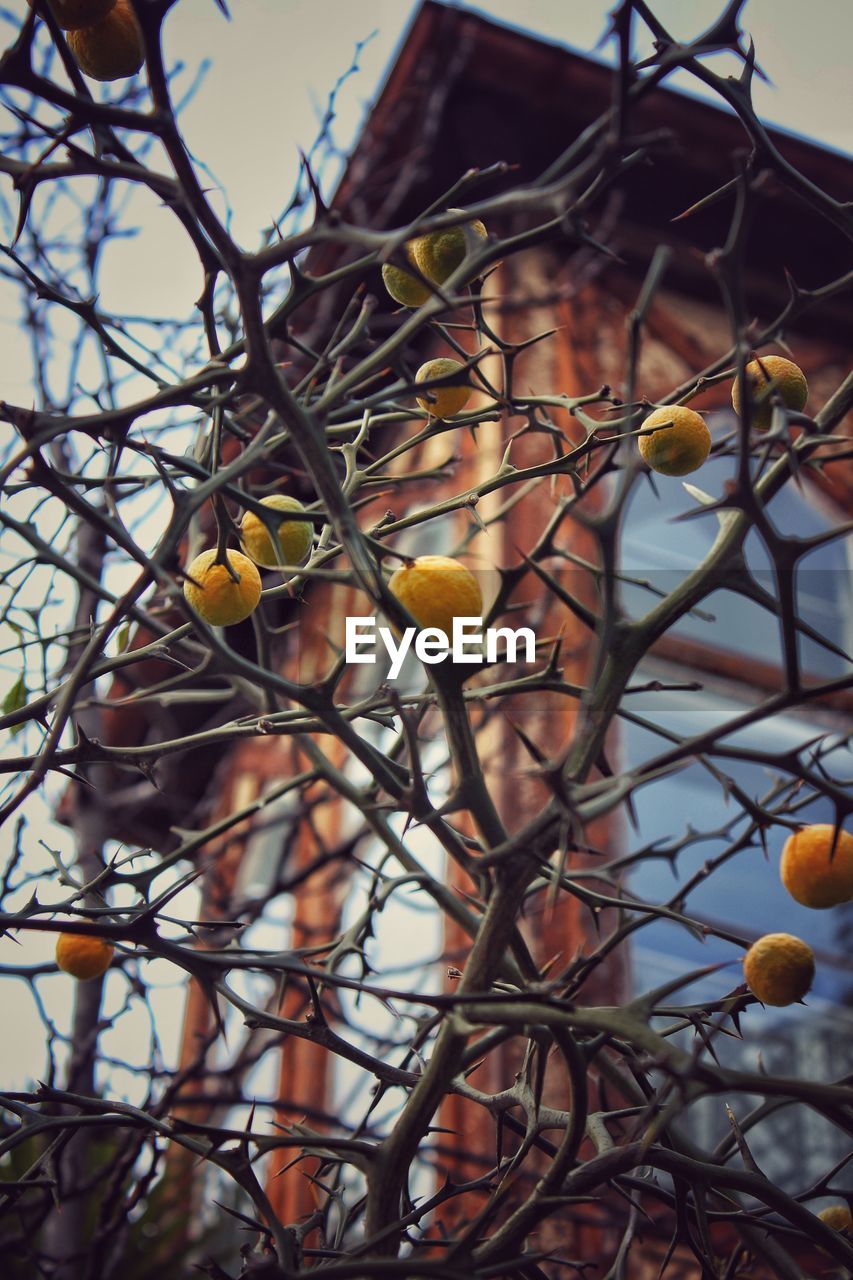 BIRD PERCHING ON TREE