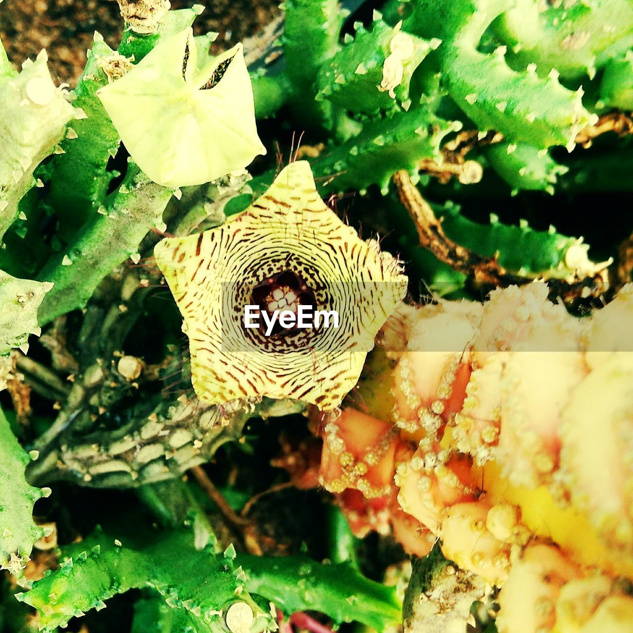 CLOSE-UP OF CRAB ON PLANT