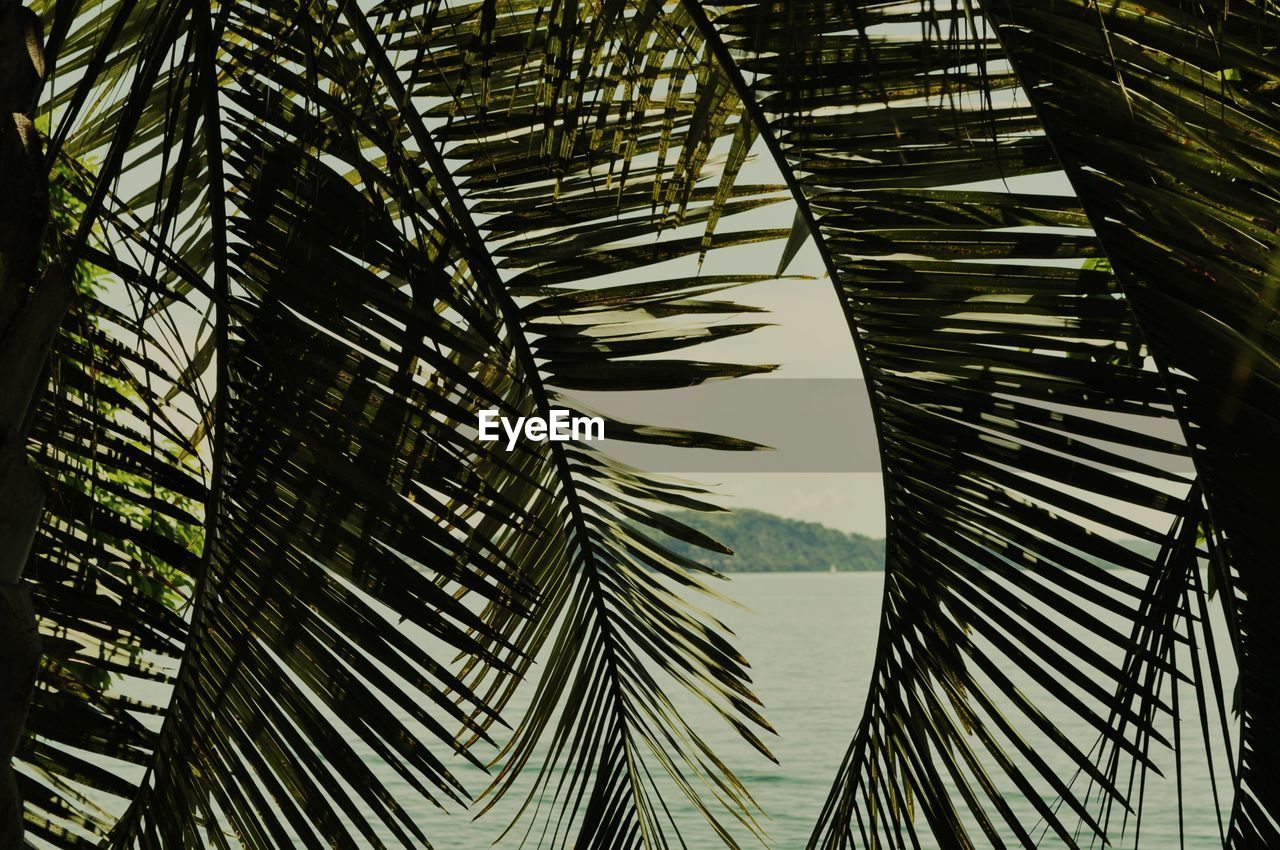 Low angle view of palm trees