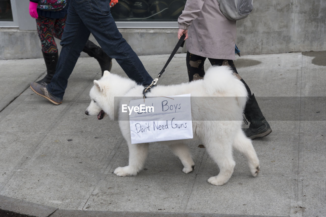 March for our lives protest rally held world wide  fluffy white dog marching with a protest sign.