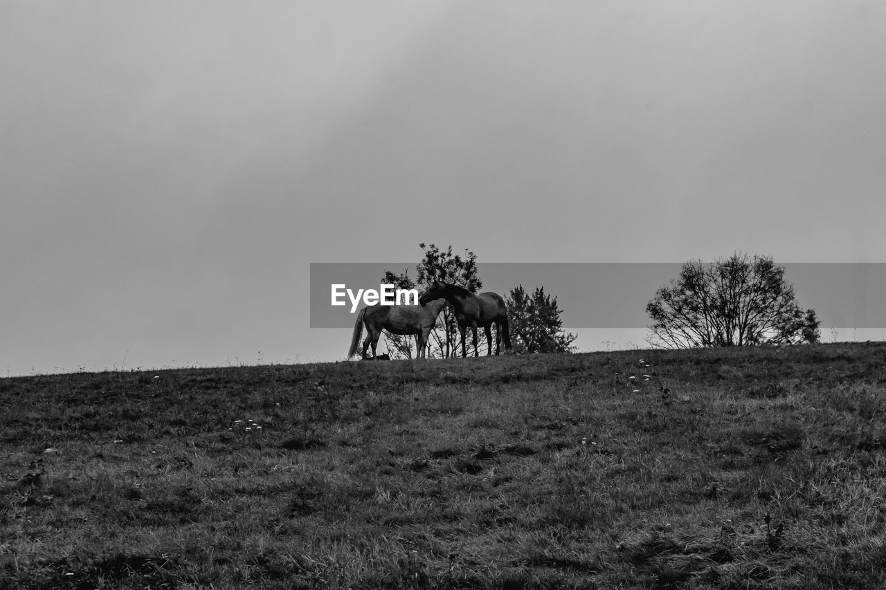 HORSE IN A FIELD