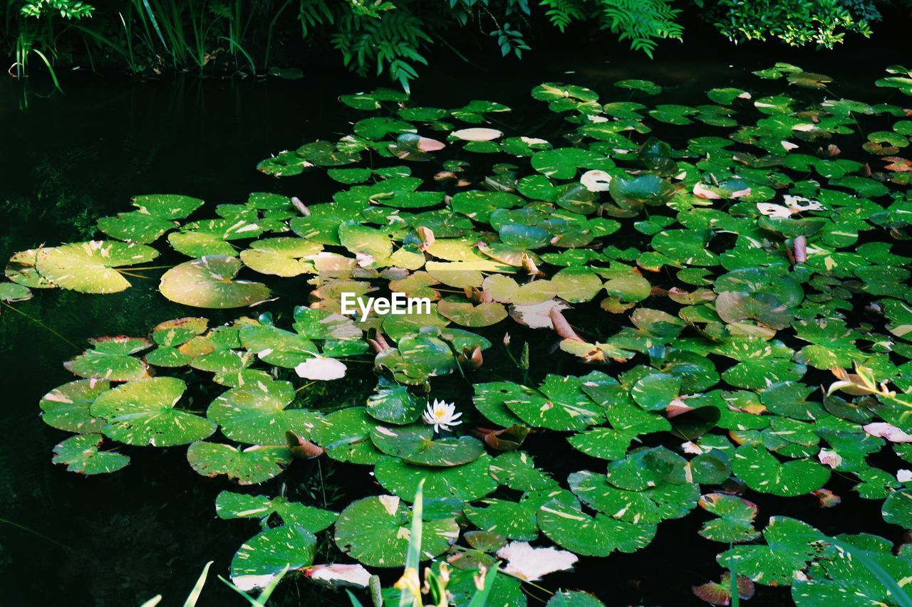 HIGH ANGLE VIEW OF WATER LILY ON LEAVES