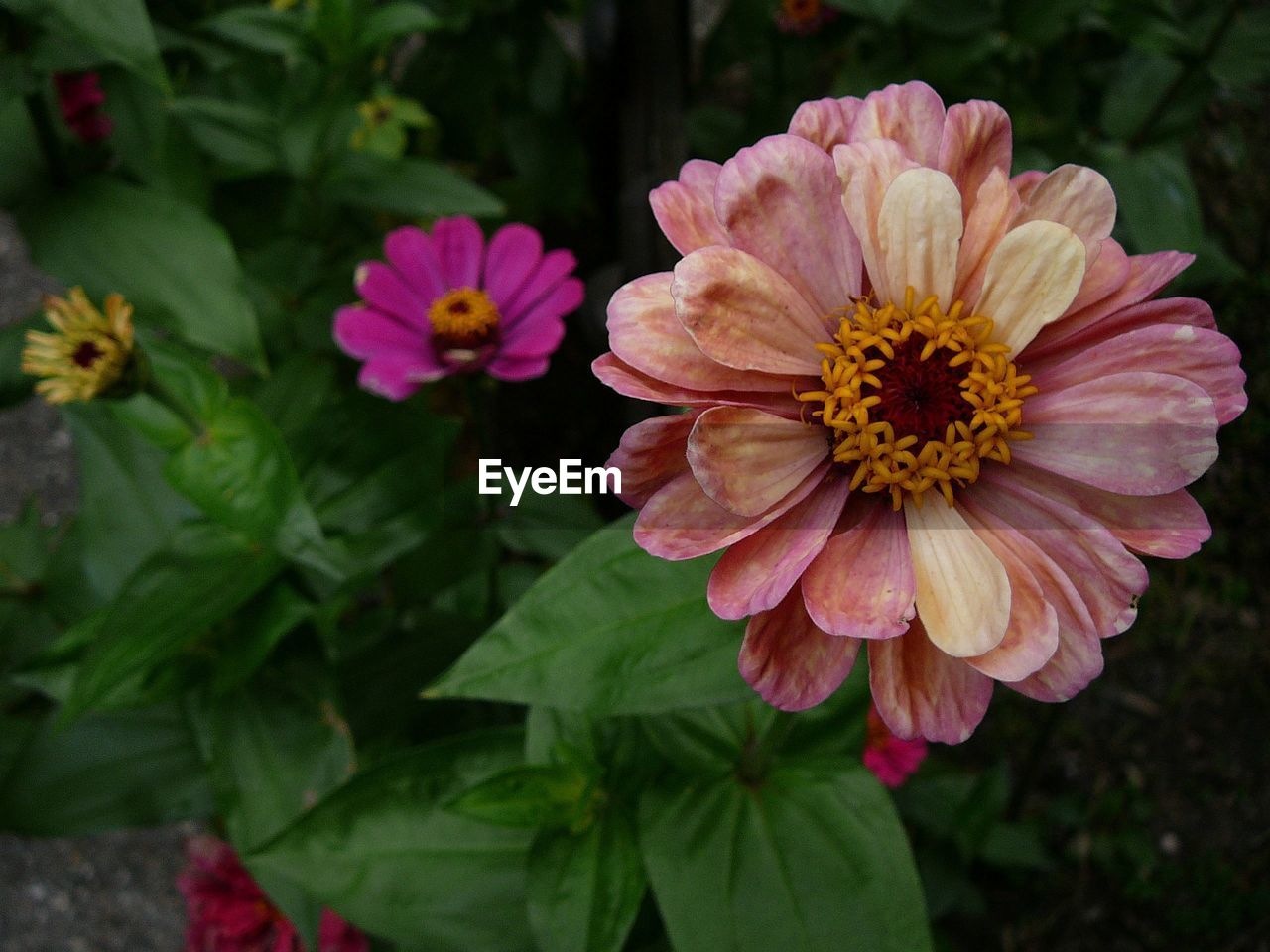 Close-up of pink flowering plant