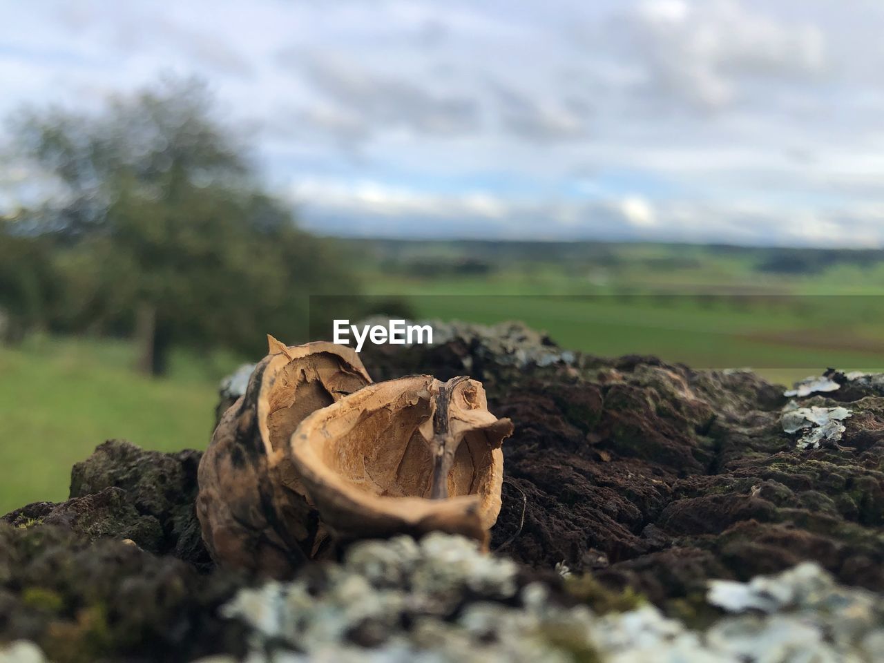 SURFACE LEVEL OF ROCKS ON FIELD