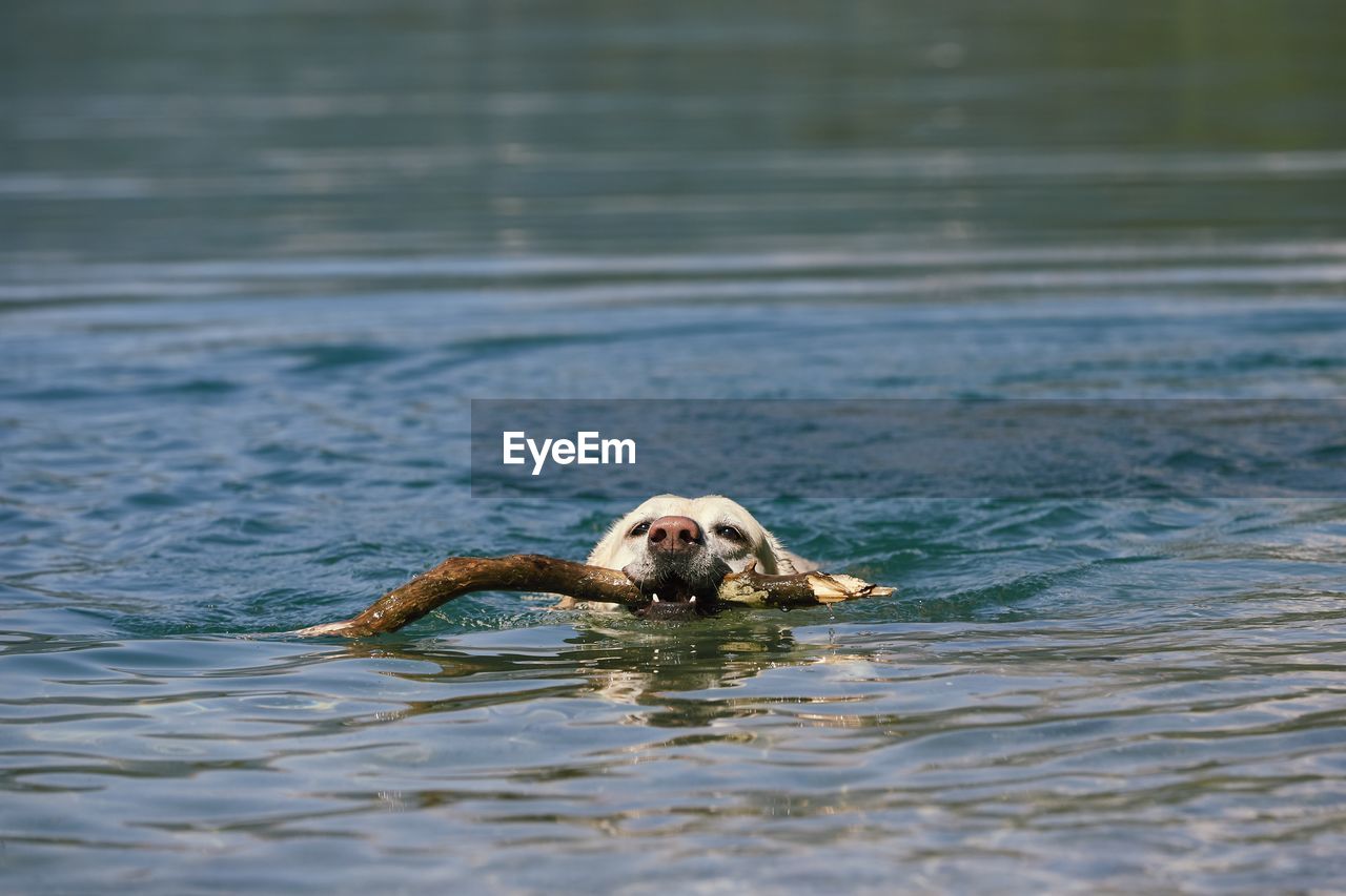 Dog with stick swimming in lake