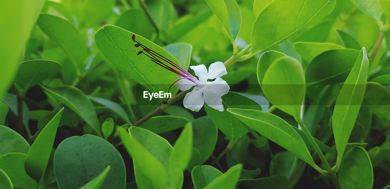 CLOSE-UP OF WHITE FLOWERING PLANTS