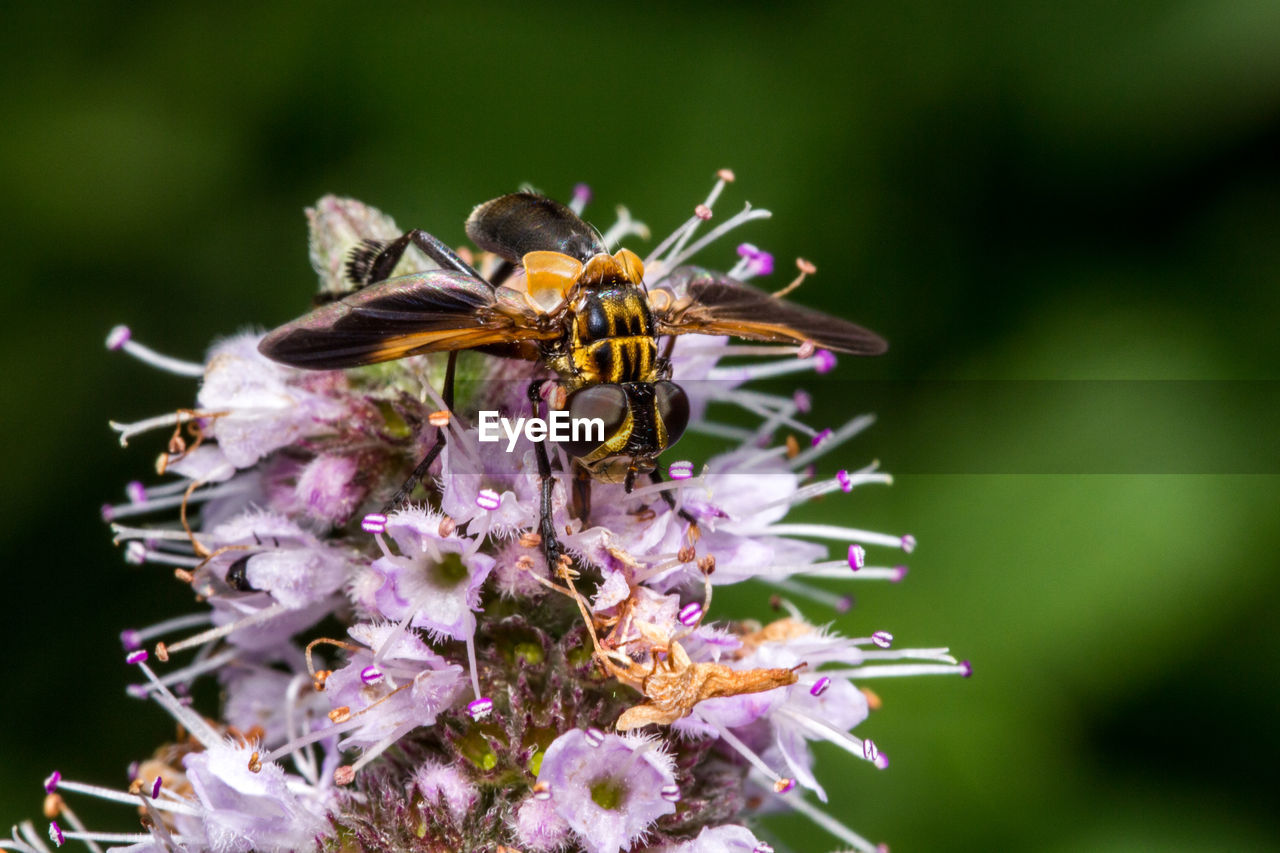 CLOSE-UP OF BEE POLLINATING FLOWER