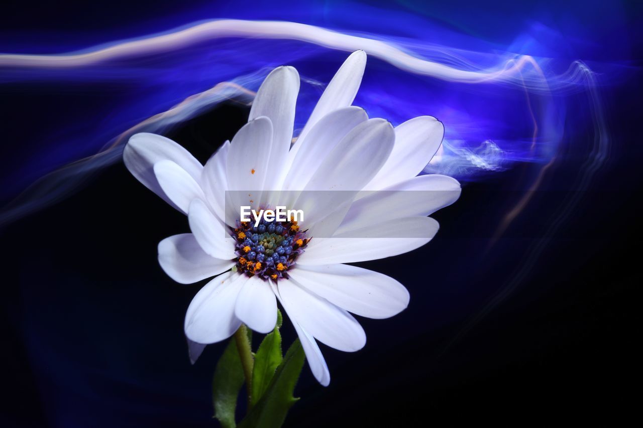 Close-up of white flower