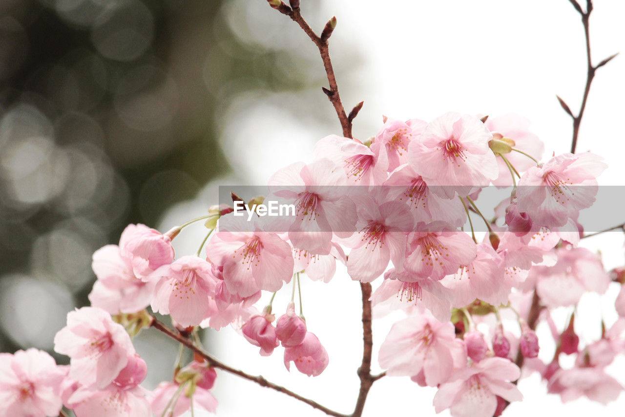 plant, flower, pink, flowering plant, beauty in nature, fragility, freshness, blossom, tree, springtime, branch, growth, nature, cherry blossom, close-up, petal, cherry, no people, spring, outdoors, inflorescence, flower head, twig, focus on foreground, cherry tree, day, botany, produce, selective focus, tranquility