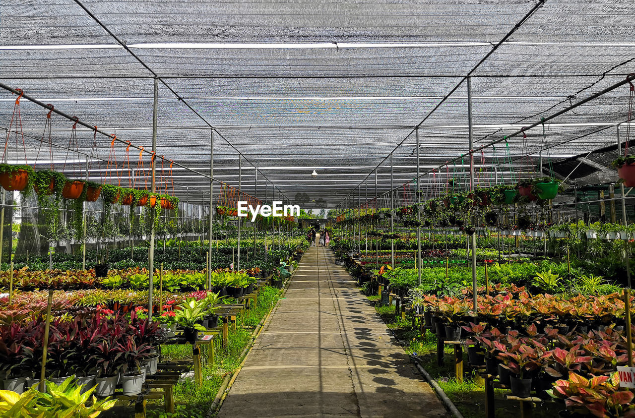 SCENIC VIEW OF FLOWERING PLANTS THROUGH GREENHOUSE