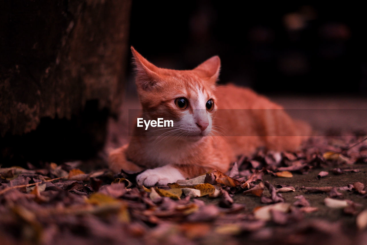 Close-up of cat on dry leaves during autumn