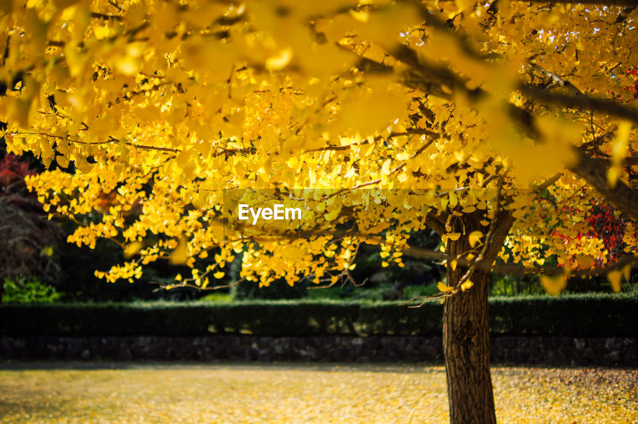 Close-up of yellow flower tree