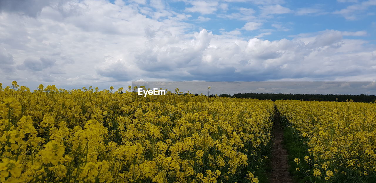 Scenic view of oilseed rape field against cloudy sky